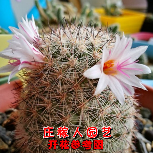 白天丸 实生仙人球 乳突属多肉植物 稀有爱开花品种 球径3cm左右