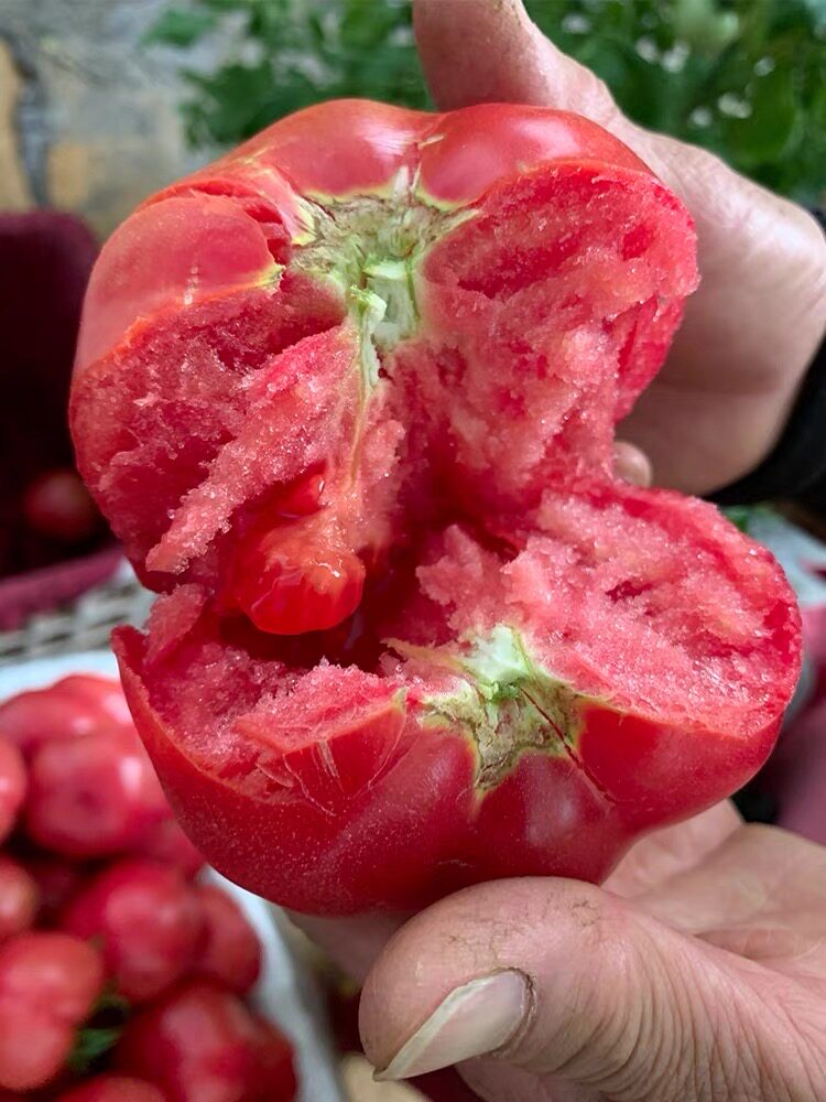 普罗旺斯西红柿生吃番茄沙瓤新鲜自然高山露天番茄