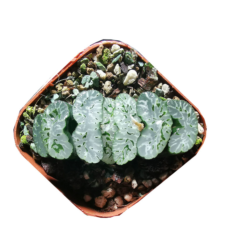 玄武玉扇一物一拍纹路清晰带盆发货根系发达多肉植物