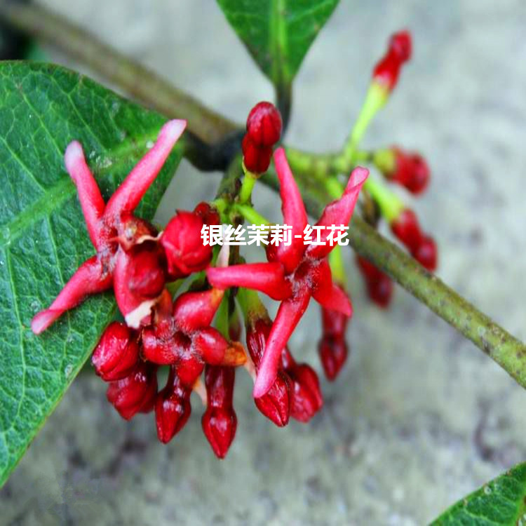 粉色风车茉莉爬藤花卉植物黄色络石藤苗庭院时令草本花卉