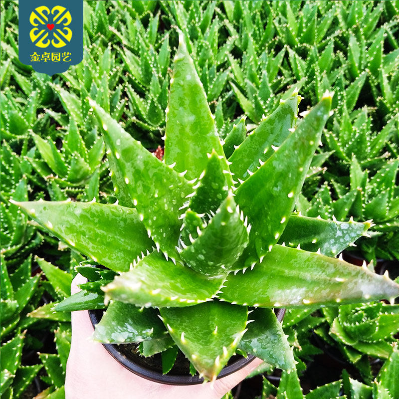 不夜城芦荟盆栽旋转锦 植物室内可敷脸美容大颗好养小盆除甲醛