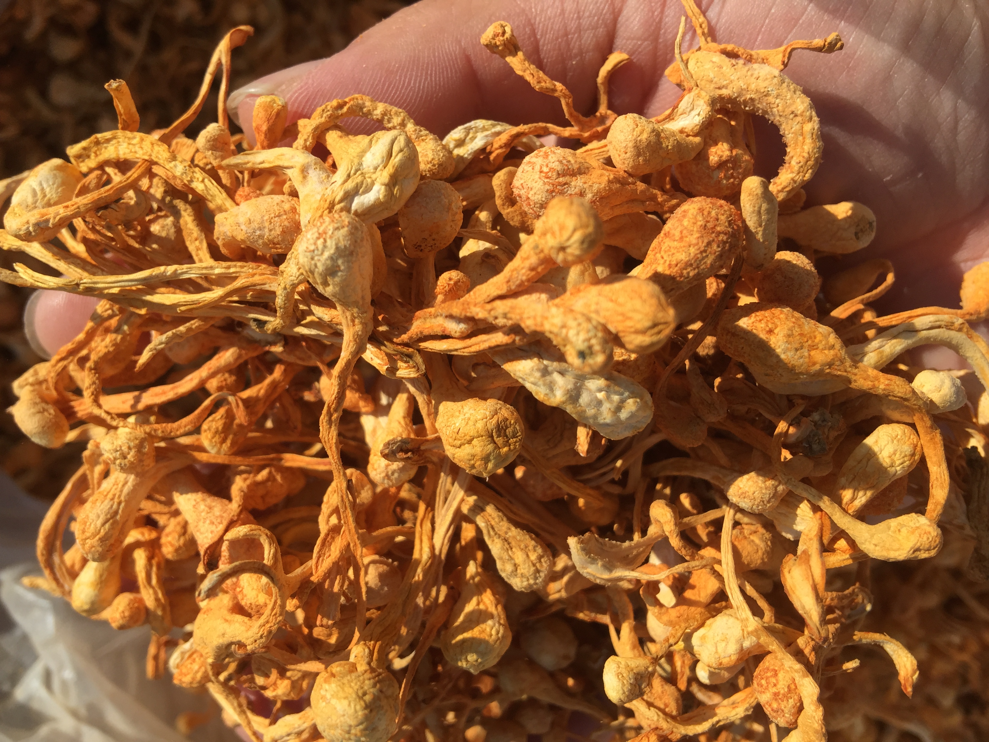 2件送猴菇粉新货蛹虫草北虫草干货特级大孢子头虫草花250克金虫草