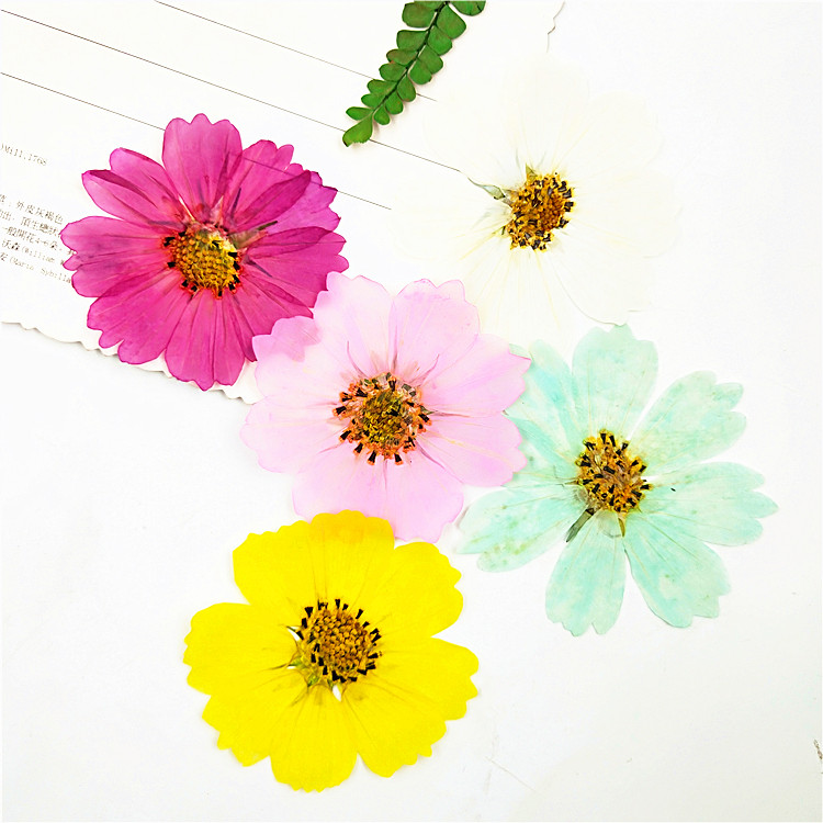 贴画格桑花染色儿童手工花瓣波斯菊真树叶压花干花