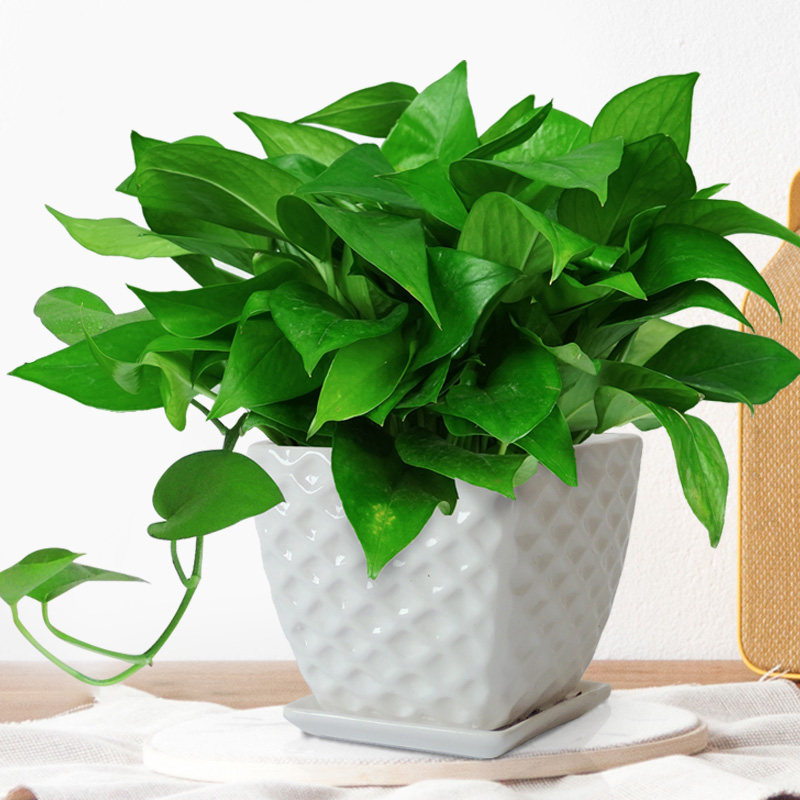 绿萝小型桌面办公桌办公花卉净化空气甲醛盆栽装修绿植