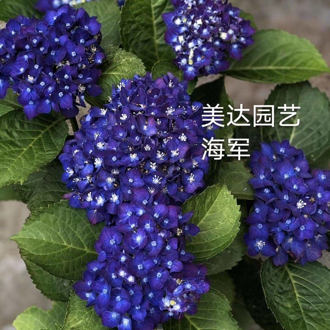 海军进口单品上架新上架1加仑大苗大花重花苗绣球时令草本花卉