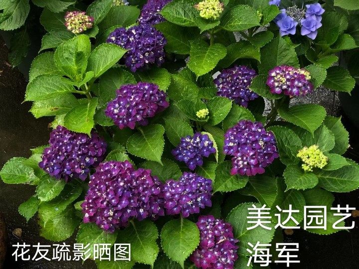 海军进口单品上架新上架1加仑大苗大花重花苗绣球时令草本花卉