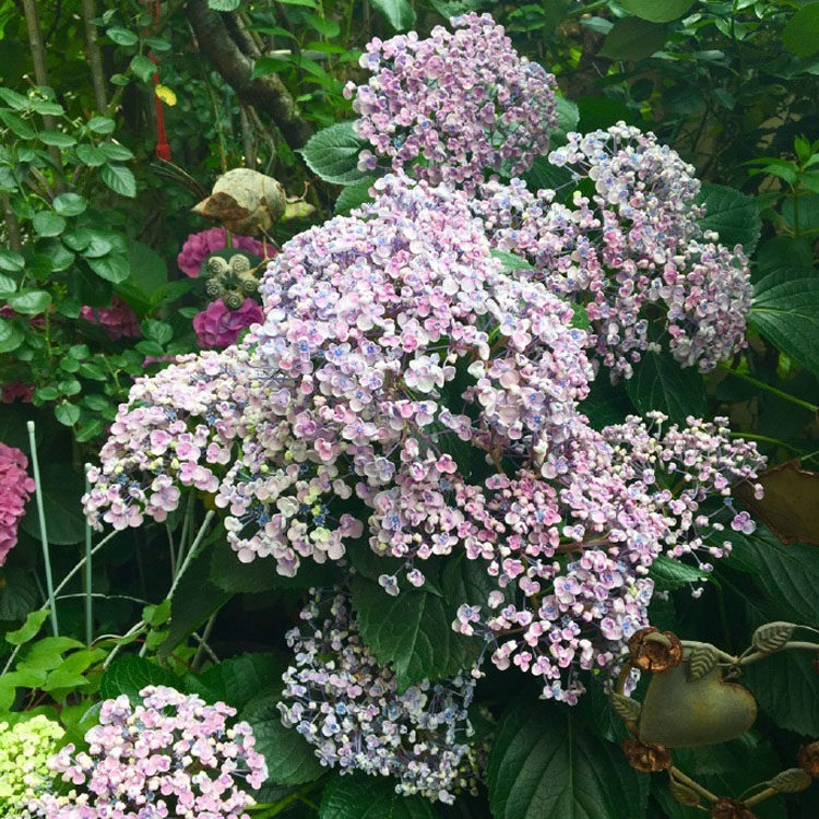 美达园艺 爱莎 和爆米花很像 进口半重瓣大花绣球花苗 现货包对版