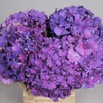 大花绣球花苗 特价 新品 进口切花品种 皇室褶皱 有1一加仑中大苗