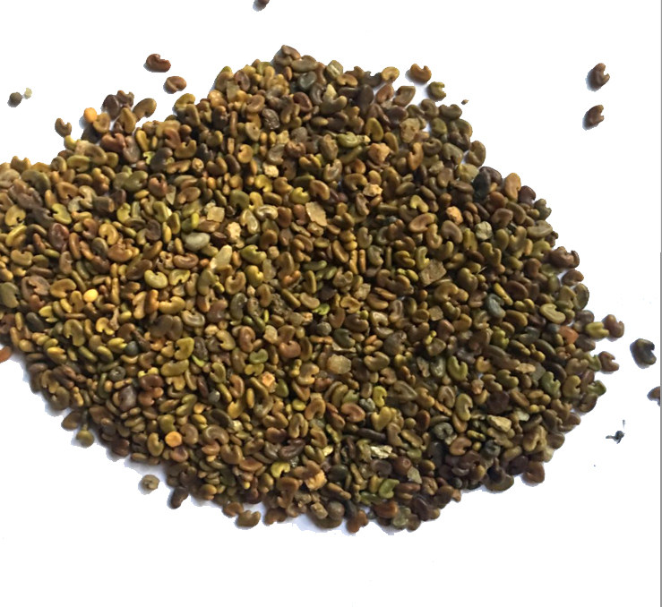 紫云英种子红花草子食用野菜养蜂蜜源绿肥牧草高产沙大旺田青种子