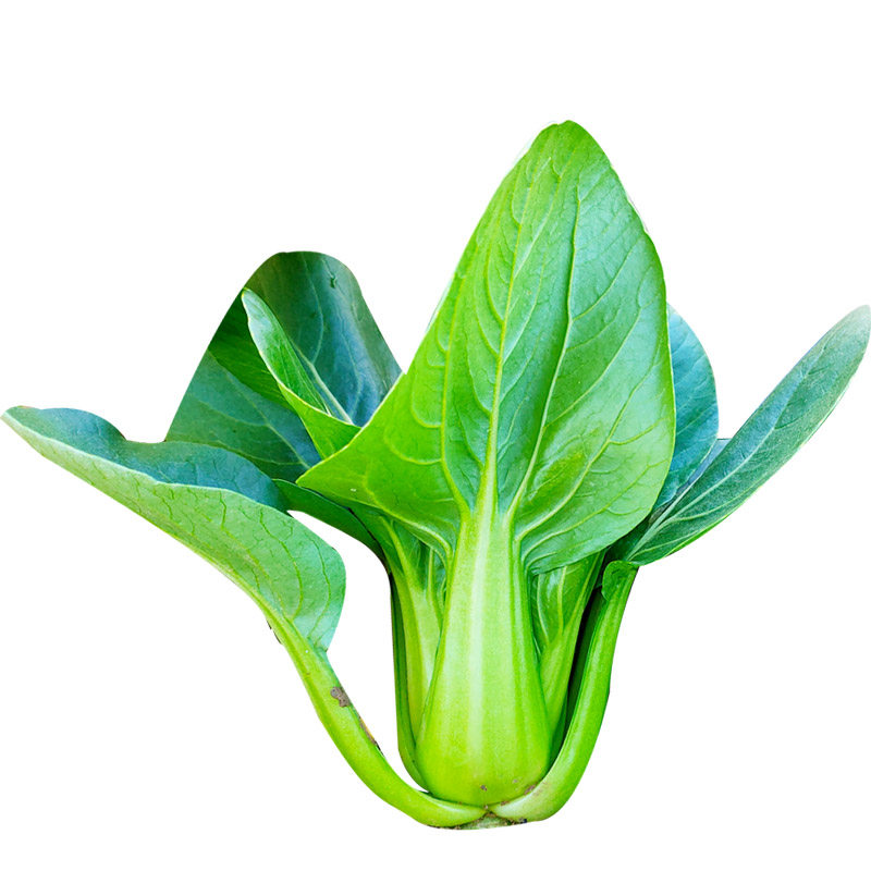 青帮小油菜种子上海青菜种籽梗菜春夏秋冬四季阳台家庭园艺种子