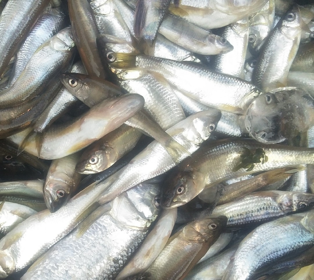 宣城泾县清水河野生小鱼1件包邮干货水产农家鱼干