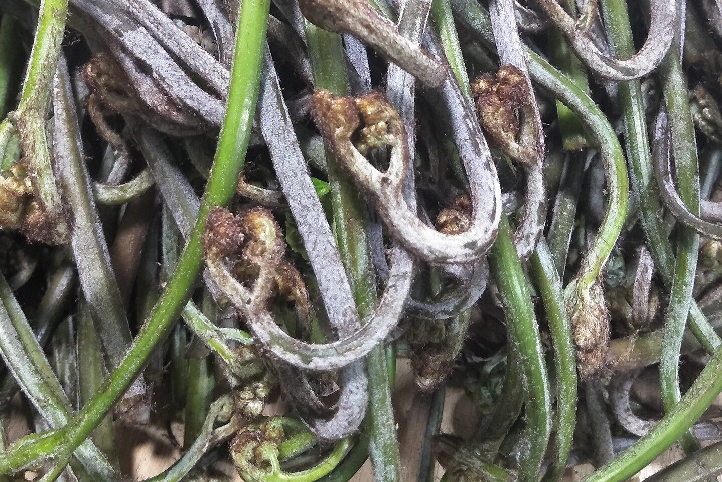 蕨菜皖南安徽泾县特产风味独特选用野生250克其它干货