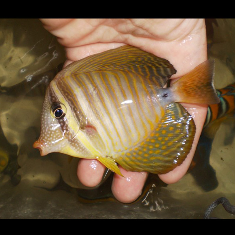 一川水族海水观赏活体宠物珍珠大帆鱼