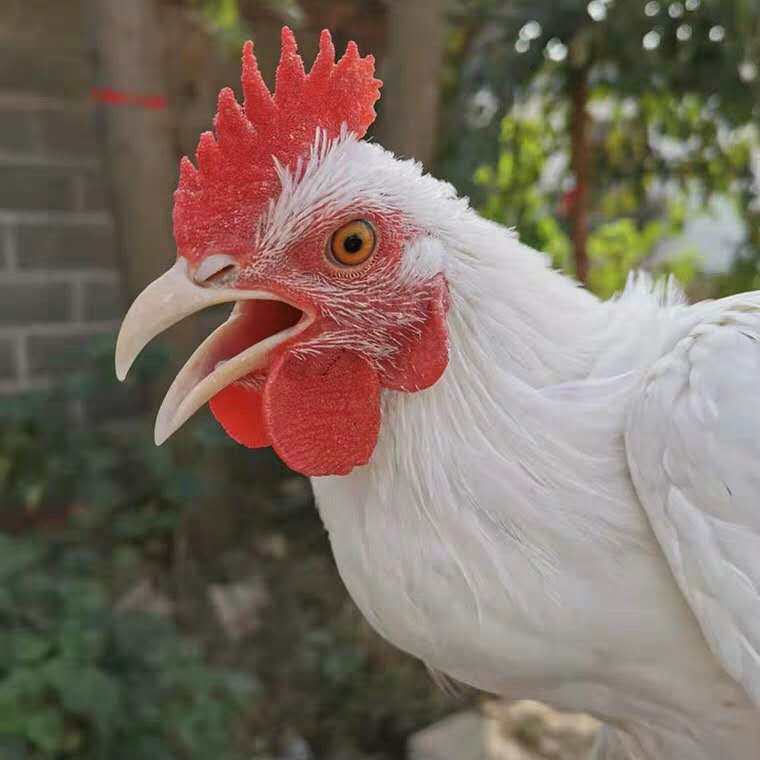 百亩花林地散养2年老公鸡农村土鸡土公鸡大公鸡肉走地草鸡