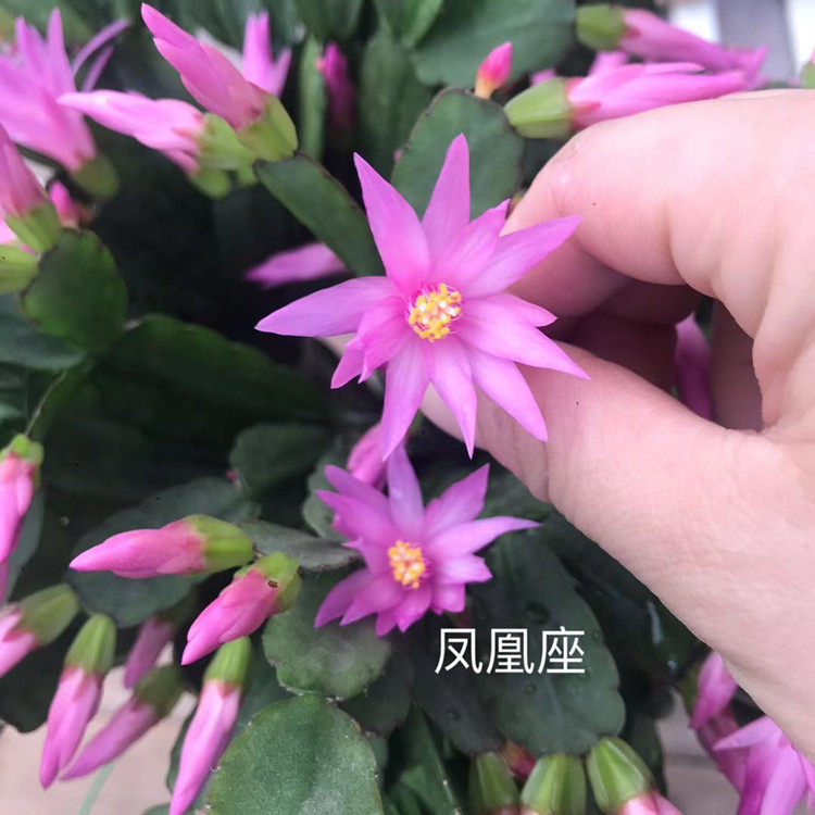 天鸽天狼星凤凰红色紫色昙花三月花期原盆发货多肉植物