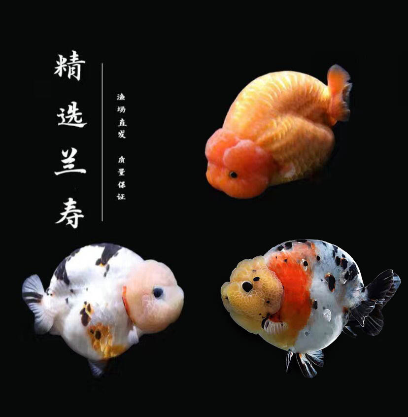 活体金鱼观赏鱼冷水精品娃娃脸奶牛玉兔红白重墨鱼