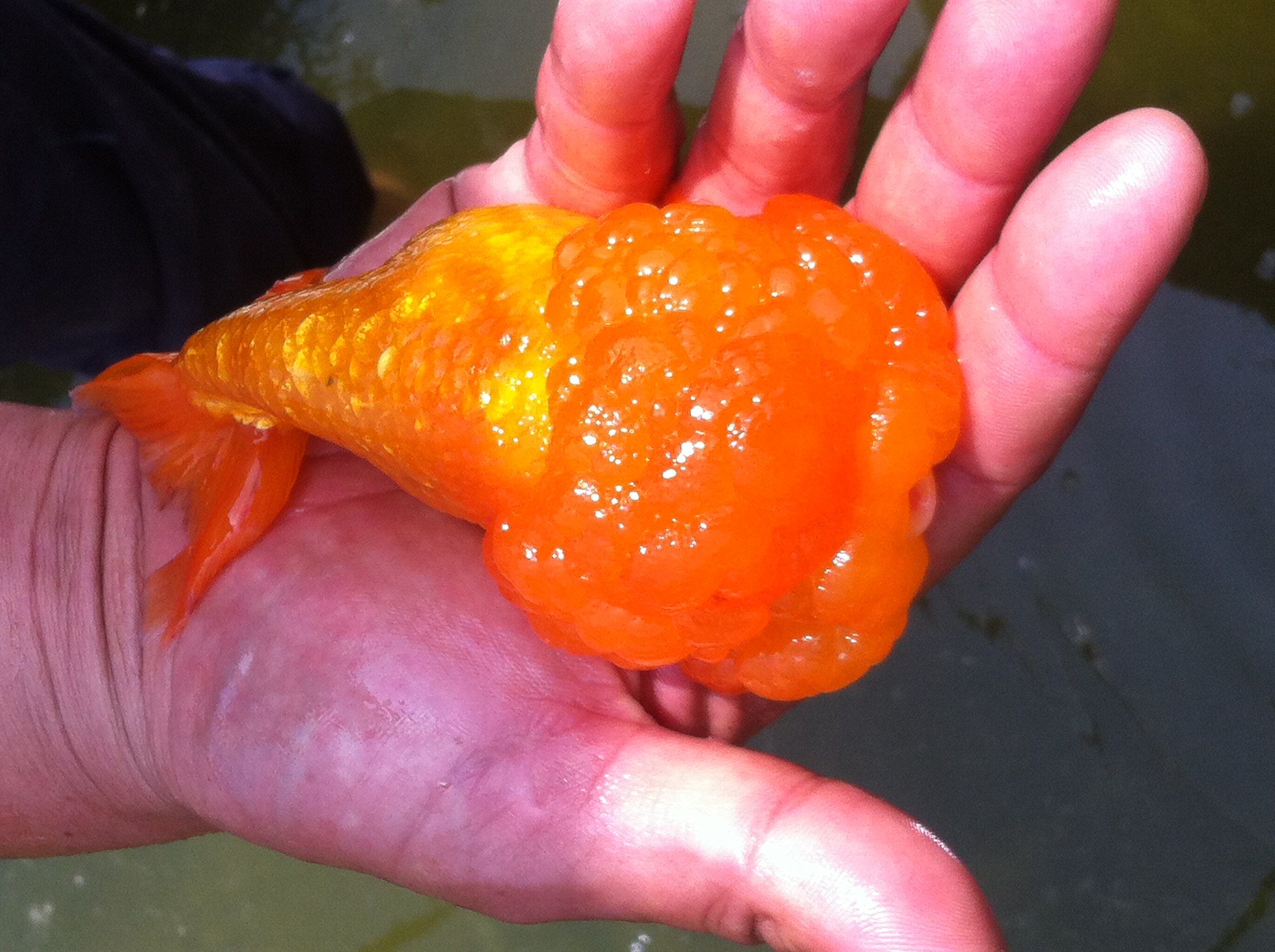 猫狮精品品红金鱼活体观赏鱼冷水淡水鱼宠物招财鱼