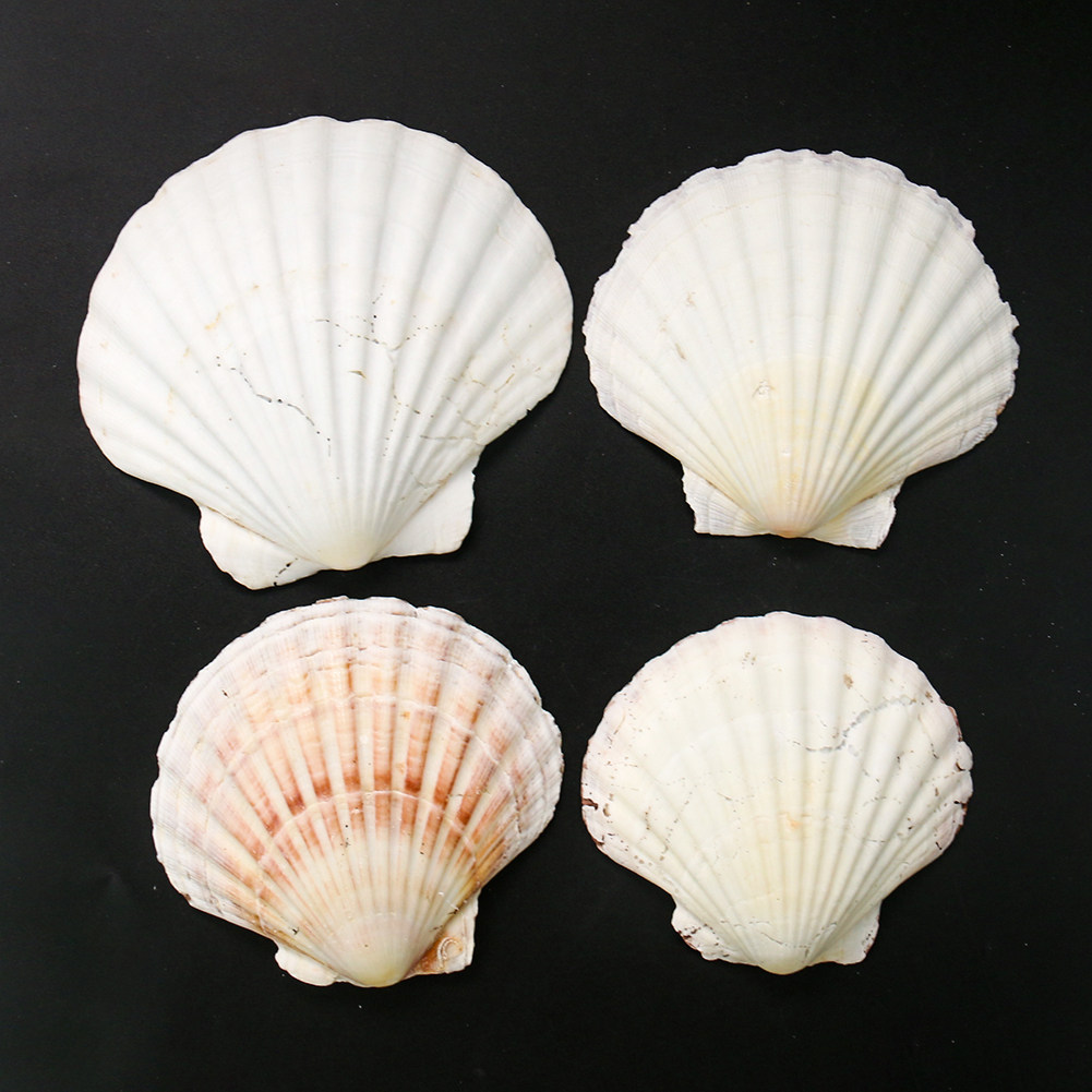 天然白色夏威夷贝壳鱼缸造景大号儿童彩绘墙贴海螺