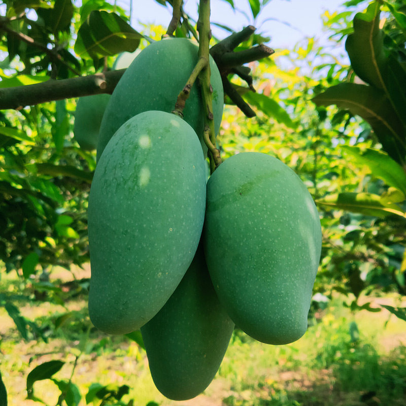 正宗水果10斤整件香芒时令广西新鲜芒果小桂芒果