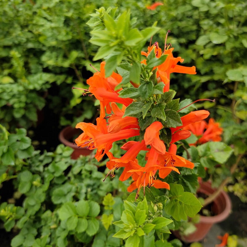 硬骨凌霄花苗攀援花卉盆栽鞭炮花炮炮仗爬藤时令草本花卉