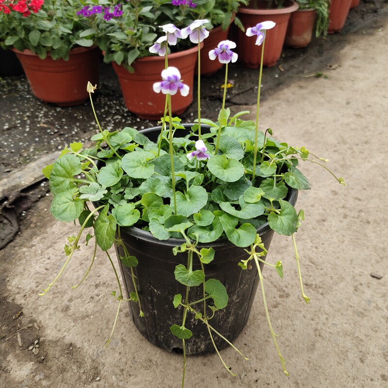 熊猫花苗肾叶堇菜阳台庭院花园盆栽地栽多年生时令草本花卉