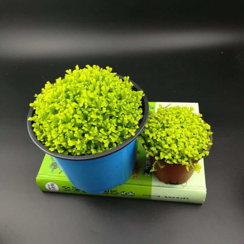 绿地地球盆栽桌面小盆盆景景观绿植四季常青绿植