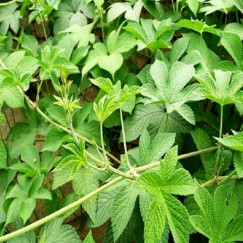 拉拉秧纯野生新鲜葎草五爪龙现摘现发草勒草割人其它