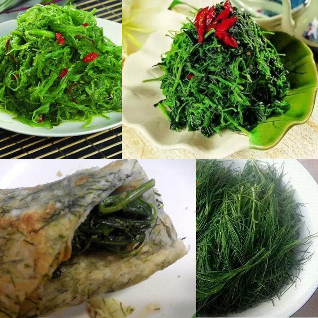 猪毛新鲜蓬蓬菜纯野生扎蓬棵整颗500g顺丰包邮其它