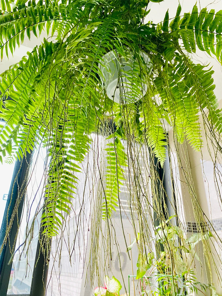 霸王蕨吊盆长叶肾蕨波斯顿大型蕨类垂吊水培植物绿植