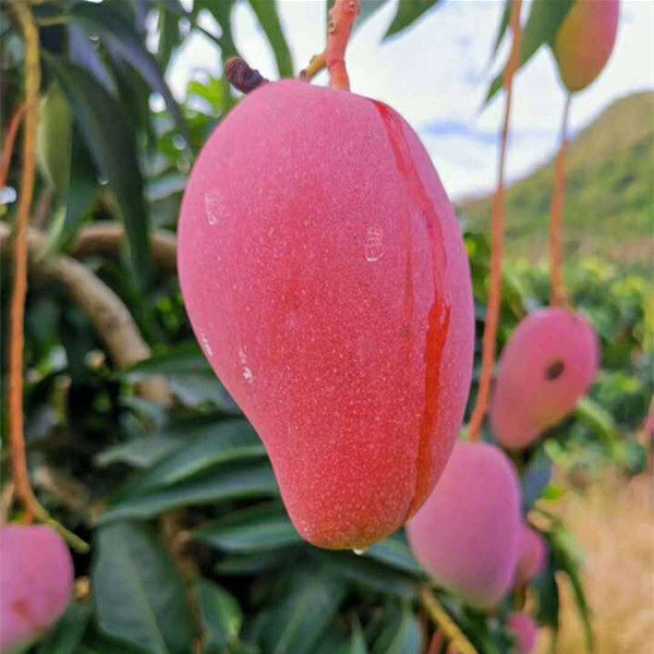 海南三亚现摘贵妃芒果9斤特大新鲜当季热带水果芒果