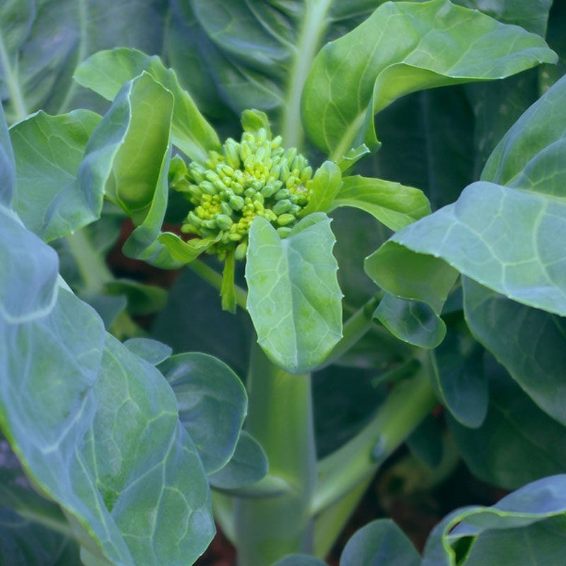 菜种种子芥兰芥蓝阳台盆栽种菜庭院菜园种籽家庭园艺种子