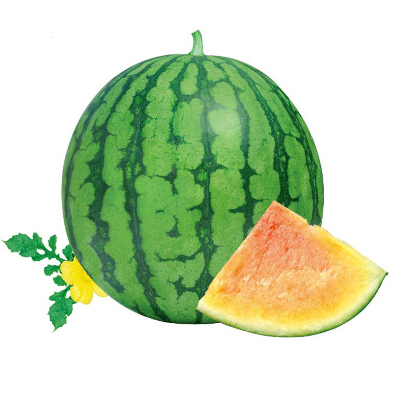 彩虹西瓜种子早熟薄皮皮黄礼品小西瓜种籽春季家庭园艺种子
