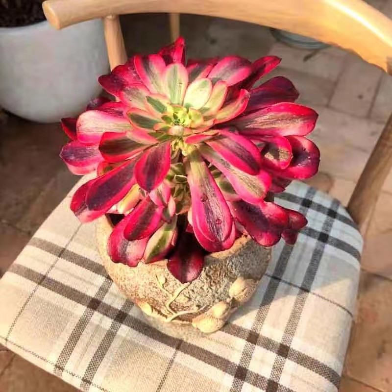 法师多肉老桩多头美杜莎红覆轮锦手植物盆栽包邮多肉植物