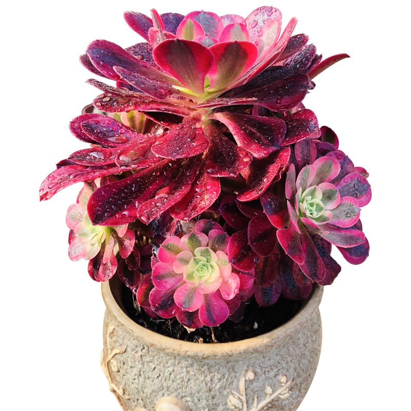 法师精品美杜莎多肉植物多头头带侧芽老桩红颜多肉植物