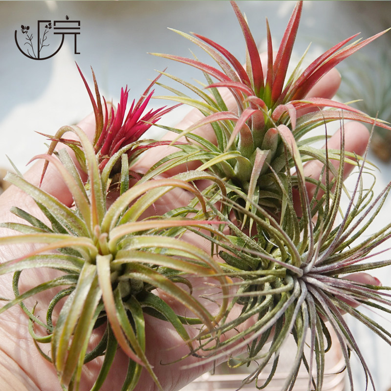 新手特惠空气凤梨无土植物室内客厅盆栽绿植绿植