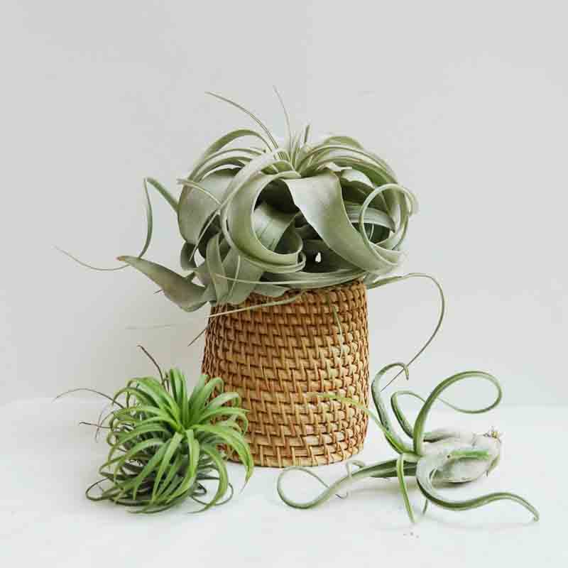 空气凤梨手工竹编桌面支架室内客厅绿植盆栽绿植