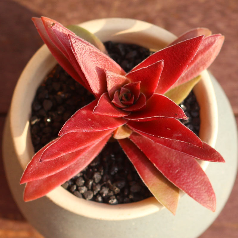 红叶祭多植物阳台窗台办公室小盆盆栽盆景红色多肉植物