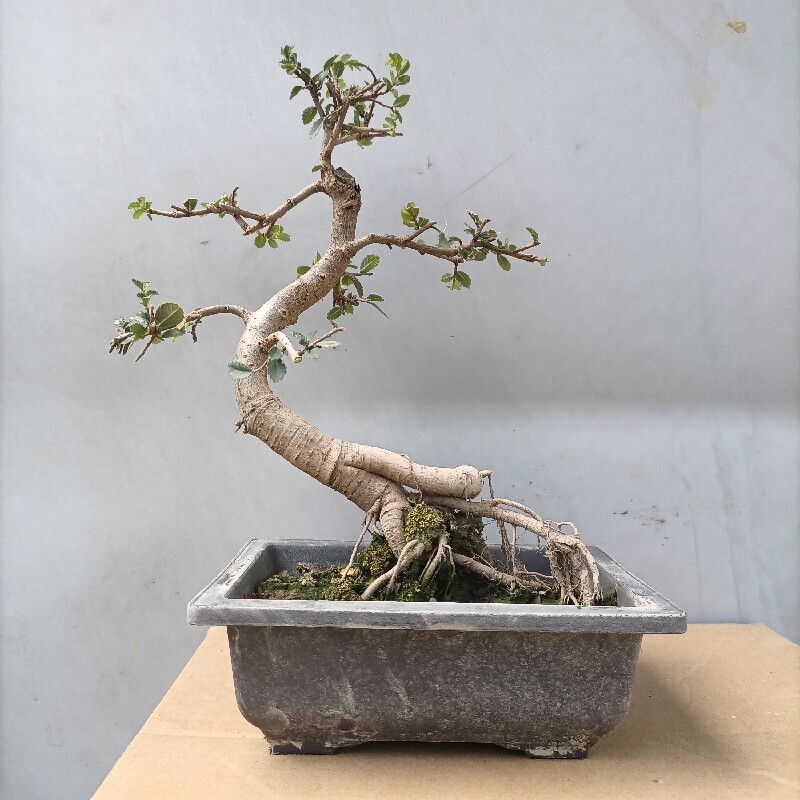 榆树老桩微型盆景岭南树桩迷你四季常青阳台绿植