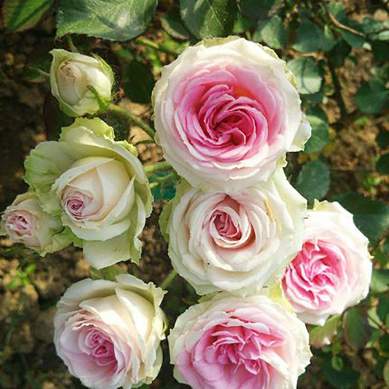 【花卉】欧月伊甸园灌木扦插月季花苗玫瑰盆栽绿植花卉四季开