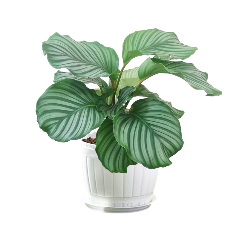 青苹果竹芋植物室内客厅办公室绿植花卉双线猫眼绿植