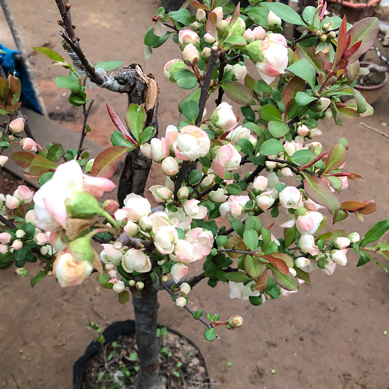 彩玉海棠花苗花卉盆栽树苗植物室内客厅阳台庭院四季开花盆景老桩