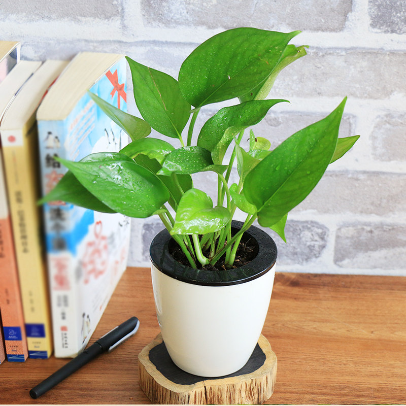 金边吊兰小盆盆栽办公室桌面四季常青植物绿萝绿植