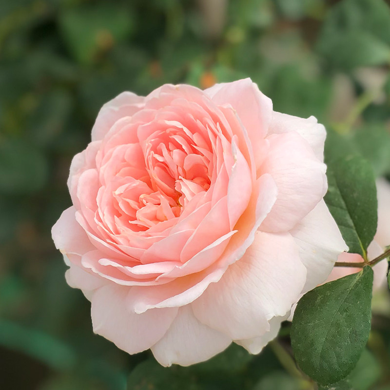 瑞典女王玫瑰玫瑰花花苗四季易活盆栽花卉绿植时令草本花卉