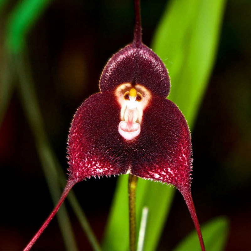 兰花猴面盆栽花卉花苗大花蕙兰墨兰剑兰蝴蝶兰花卉