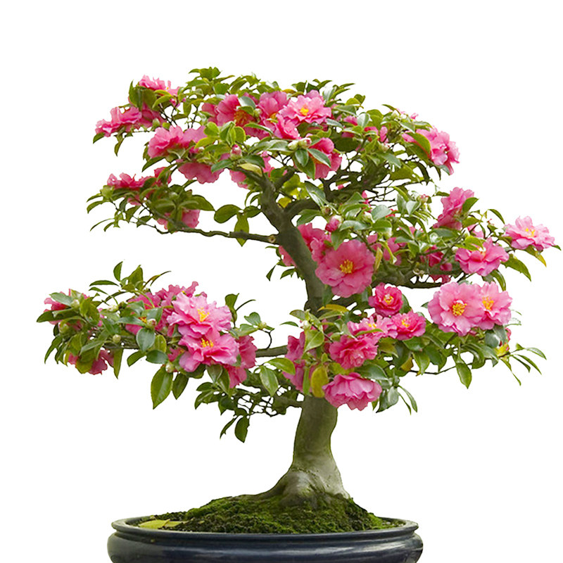茶梅盆栽山茶花苗室内客厅办公室桌面绿植花卉庭院阳台耐寒植物