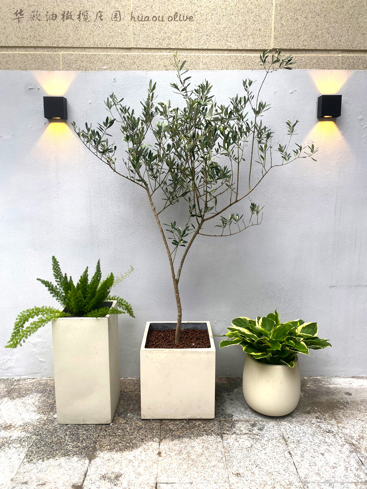 华欧油橄榄橄榄树树苗盆栽室内大型绿植真植植物绿植