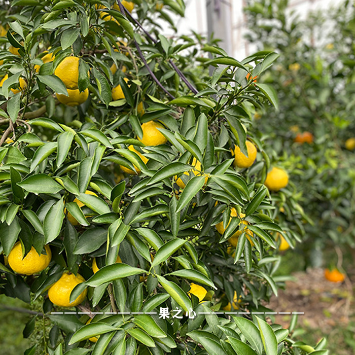 象山大棚精品春香柑橘味道清甜水分足易储存桔子