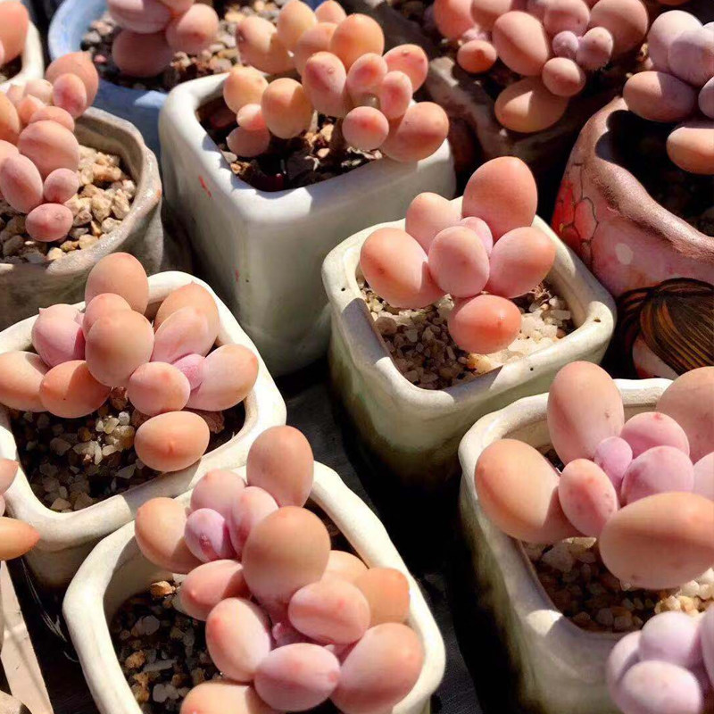 桃美人 有的人说是蛋黄奶酪 原始奶 多肉植物 5棵包邮