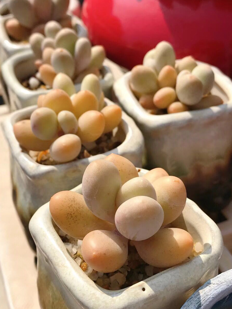 桃美人 有的人说是蛋黄奶酪 原始奶 多肉植物 5棵包邮