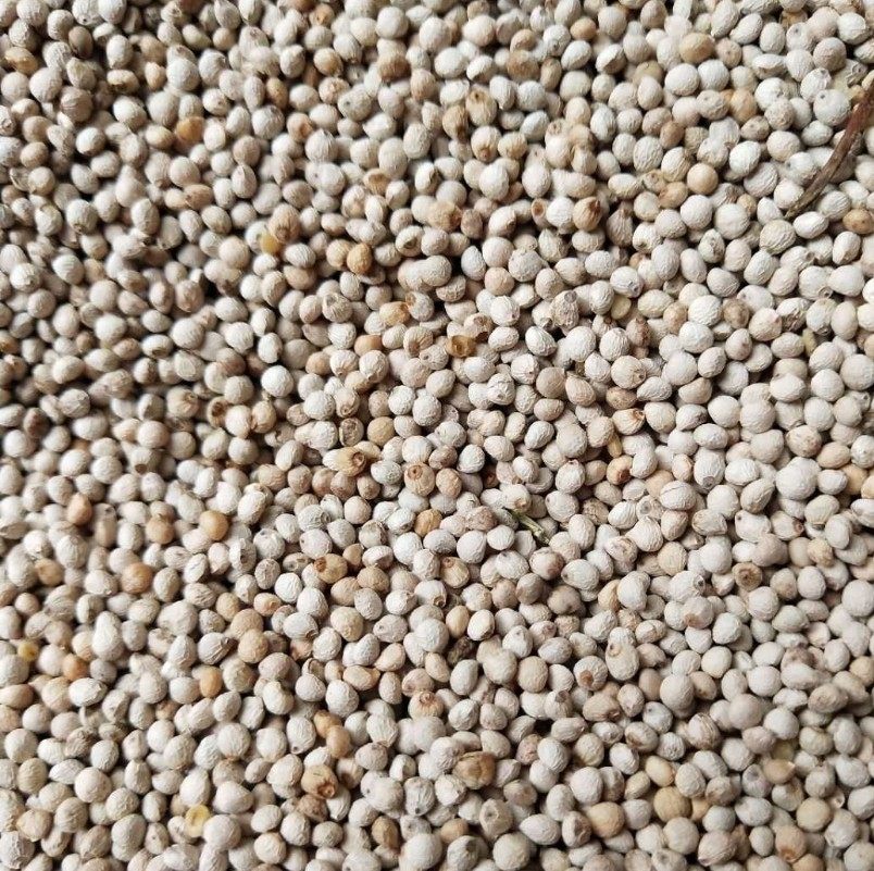 鸟食白苏软苏饲料鸟粮鹦鹉金丝雀芙蓉黄雀满五斤鸟食